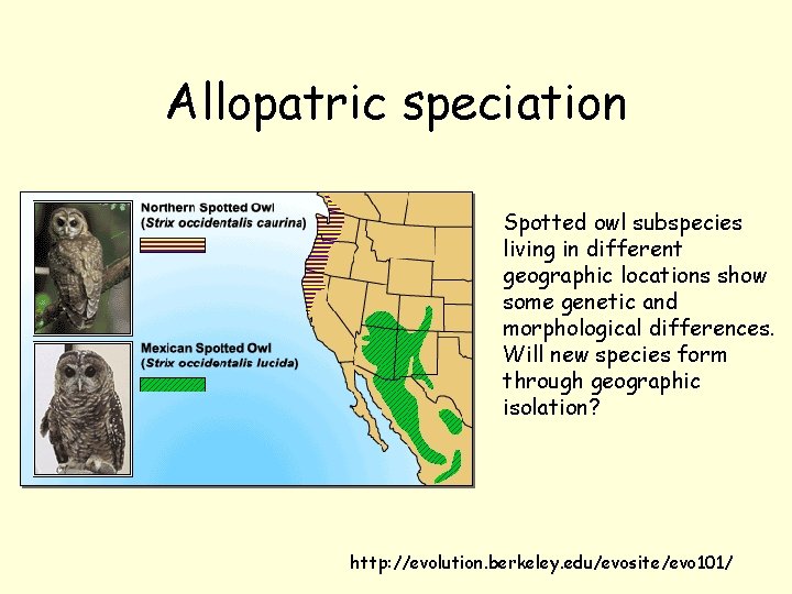 Allopatric speciation Spotted owl subspecies living in different geographic locations show some genetic and