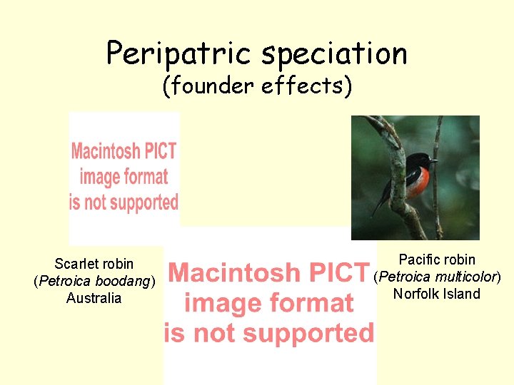 Peripatric speciation (founder effects) Scarlet robin (Petroica boodang) Australia Pacific robin (Petroica multicolor) Norfolk