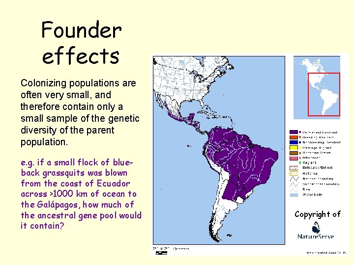 Founder effects Colonizing populations are often very small, and therefore contain only a small