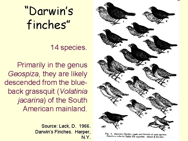 “Darwin’s finches” 14 species. Primarily in the genus Geospiza, they are likely descended from