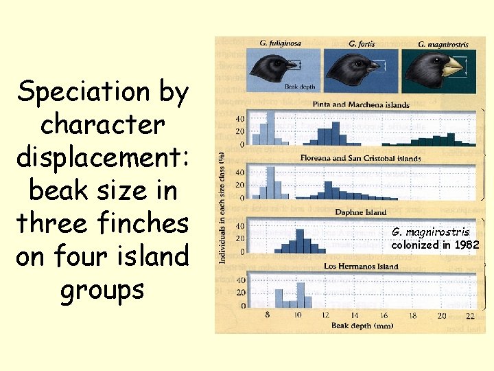 Speciation by character displacement: beak size in three finches on four island groups G.