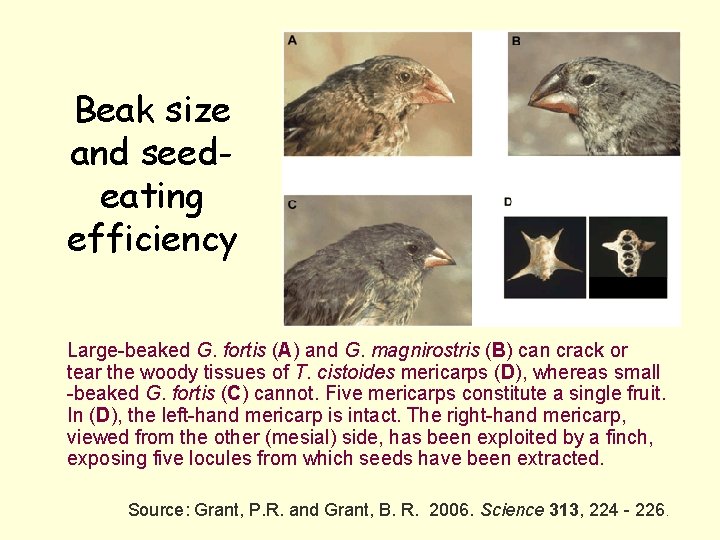 Beak size and seedeating efficiency Large-beaked G. fortis (A) and G. magnirostris (B) can