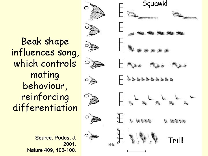 Squawk! Beak shape influences song, which controls mating behaviour, reinforcing differentiation Source: Podos, J.