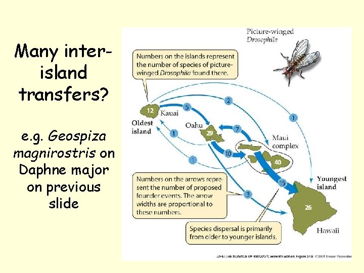 Many interisland transfers? e. g. Geospiza magnirostris on Daphne major on previous slide 