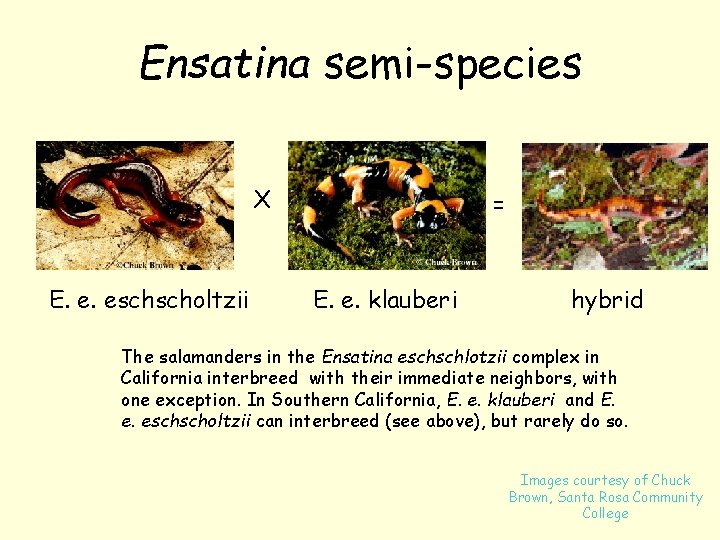 Ensatina semi-species X E. e. eschscholtzii = E. e. klauberi hybrid The salamanders in