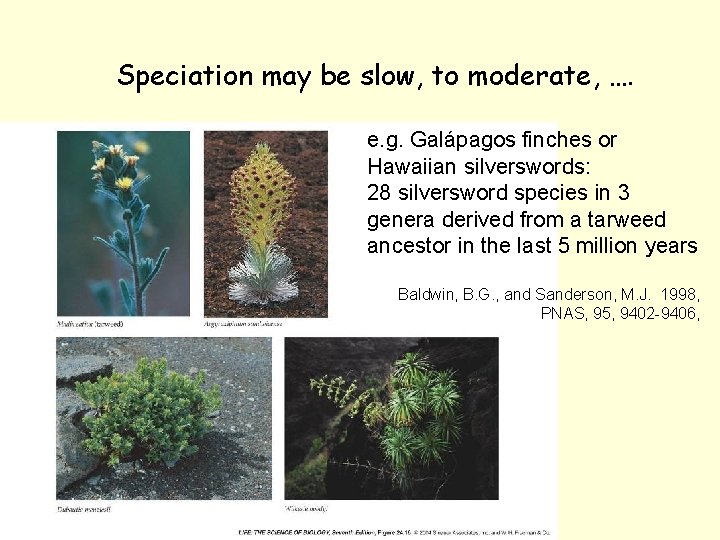 Speciation may be slow, to moderate, …. e. g. Galápagos finches or Hawaiian silverswords: