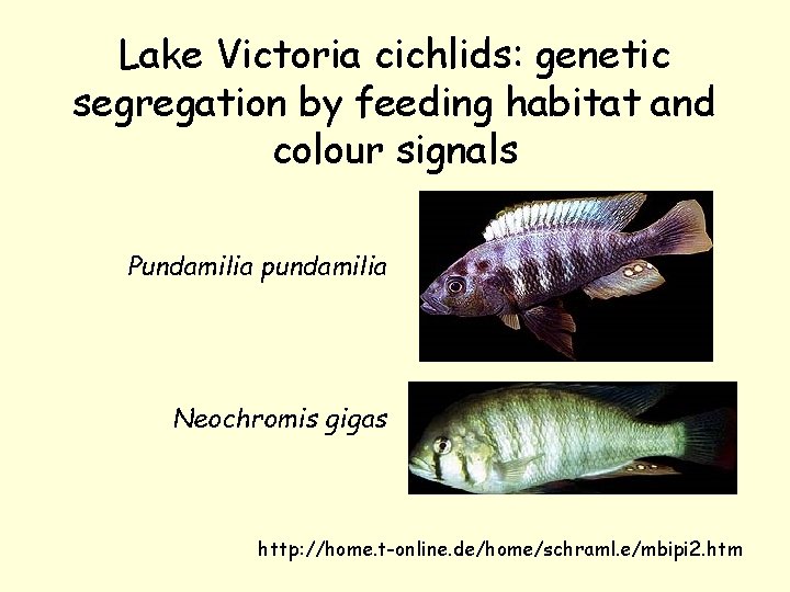 Lake Victoria cichlids: genetic segregation by feeding habitat and colour signals Pundamilia pundamilia Neochromis