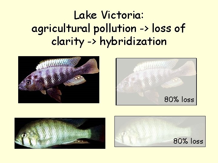 Lake Victoria: agricultural pollution -> loss of clarity -> hybridization 80% loss 