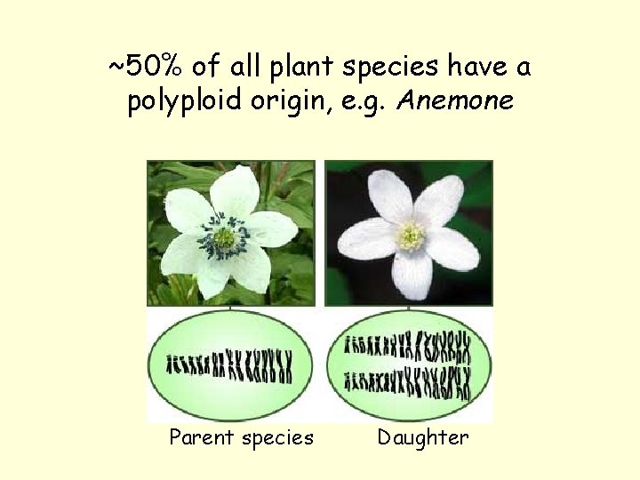 ~50% of all plant species have a polyploid origin, e. g. Anemone Parent species