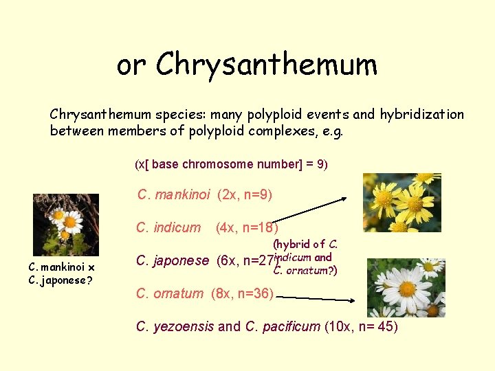 or Chrysanthemum species: many polyploid events and hybridization between members of polyploid complexes, e.