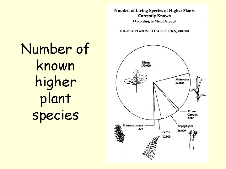 Number of known higher plant species 