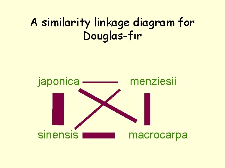 A similarity linkage diagram for Douglas-fir japonica menziesii sinensis macrocarpa 