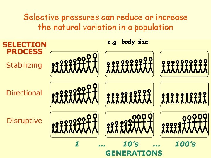 Selective pressures can reduce or increase the natural variation in a population e. g.