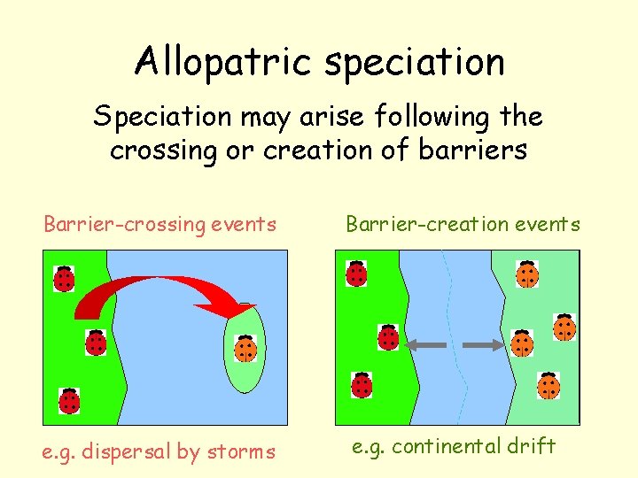 Allopatric speciation Speciation may arise following the crossing or creation of barriers Barrier-crossing events