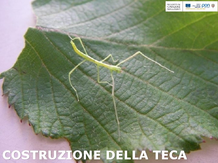 COSTRUZIONE DELLA TECA 