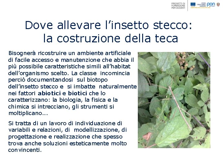 Dove allevare l’insetto stecco: la costruzione della teca Bisognerà ricostruire un ambiente artificiale di