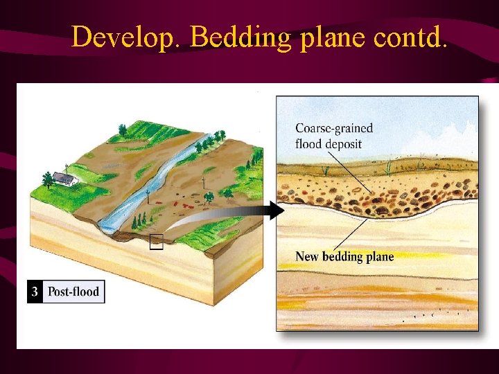 Develop. Bedding plane contd. 