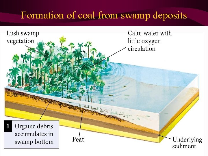 Formation of coal from swamp deposits 