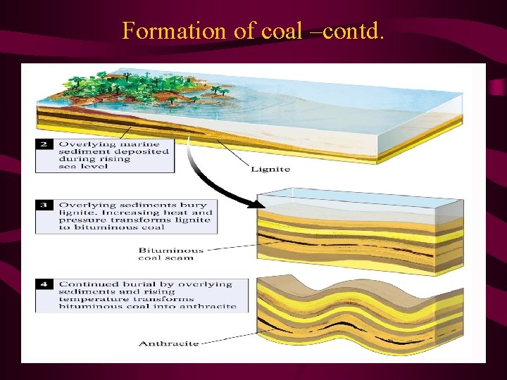 Formation of coal –contd. 