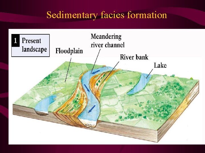 Sedimentary facies formation 