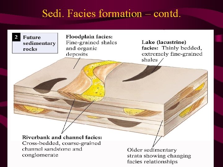 Sedi. Facies formation – contd. 