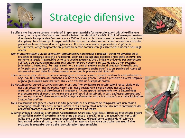 Strategie difensive La difesa più frequente contro i predatori è rappresentata dalle forme e