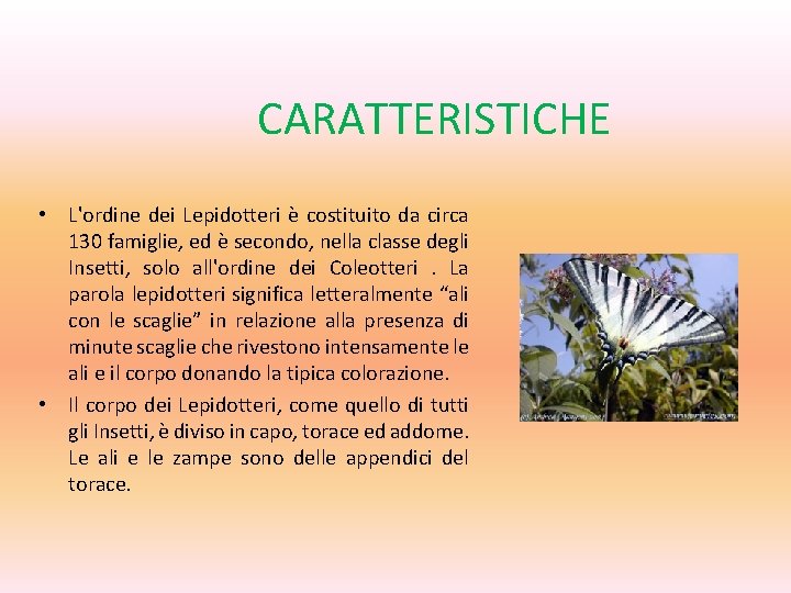 CARATTERISTICHE • L'ordine dei Lepidotteri è costituito da circa 130 famiglie, ed è secondo,