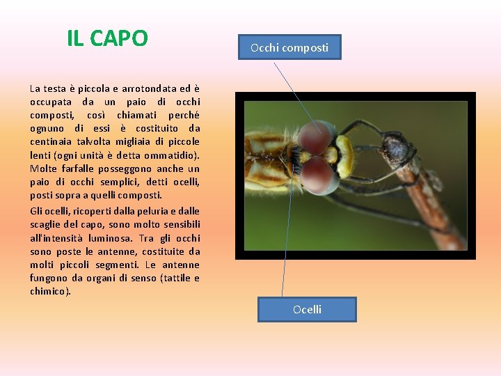 IL CAPO Occhi composti La testa è piccola e arrotondata ed è occupata da