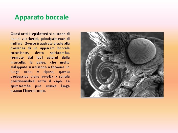 Apparato boccale Quasi tutti i Lepidotteri si nutrono di liquidi zuccherini, principalmente di nettare.