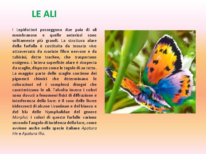 LE ALI I Lepidotteri posseggono due paia di ali membranose e quelle anteriori sono LE ALI I Lepidotteri posseggono due paia di ali membranose e quelle anteriori sono