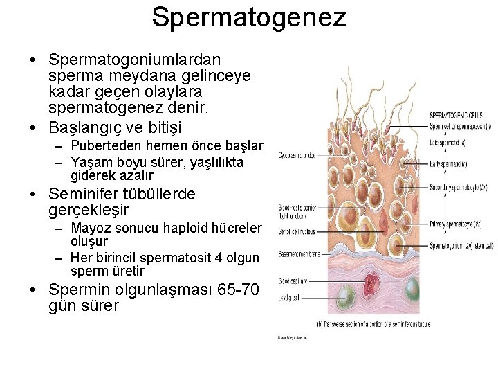 Spermatogenez • Spermatogoniumlardan sperma meydana gelinceye kadar geçen olaylara spermatogenez denir. • Başlangıç ve