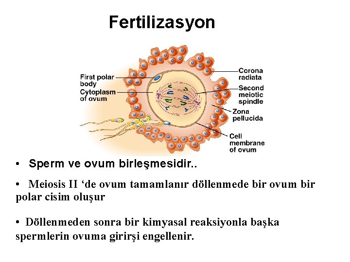 Fertilizasyon • Sperm ve ovum birleşmesidir. . • Meiosis II ‘de ovum tamamlanır döllenmede