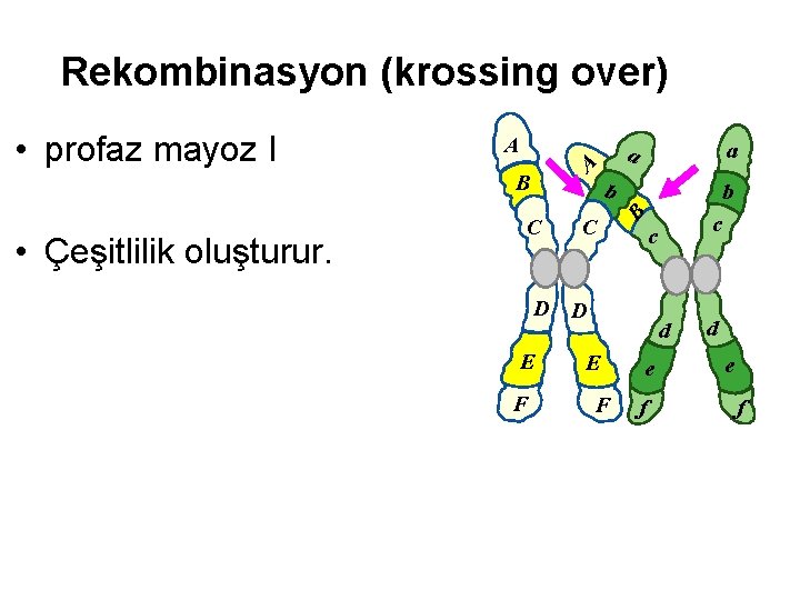 Rekombinasyon (krossing over) A B • Çeşitlilik oluşturur. a a A b C C