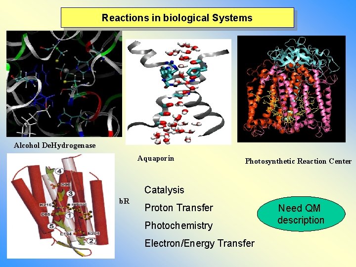 Reactions in biological Systems Alcohol De. Hydrogenase Aquaporin Photosynthetic Reaction Center Catalysis b. R Reactions in biological Systems Alcohol De. Hydrogenase Aquaporin Photosynthetic Reaction Center Catalysis b. R