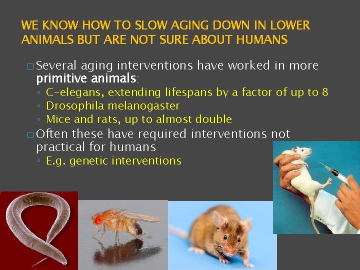 WE KNOW HOW TO SLOW AGING DOWN IN LOWER ANIMALS BUT ARE NOT SURE