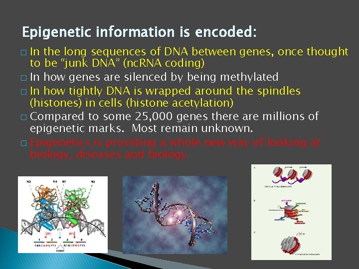 Epigenetic information is encoded: In the long sequences of DNA between genes, once thought