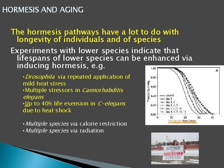 HORMESIS AND AGING The hormesis pathways have a lot to do with longevity of