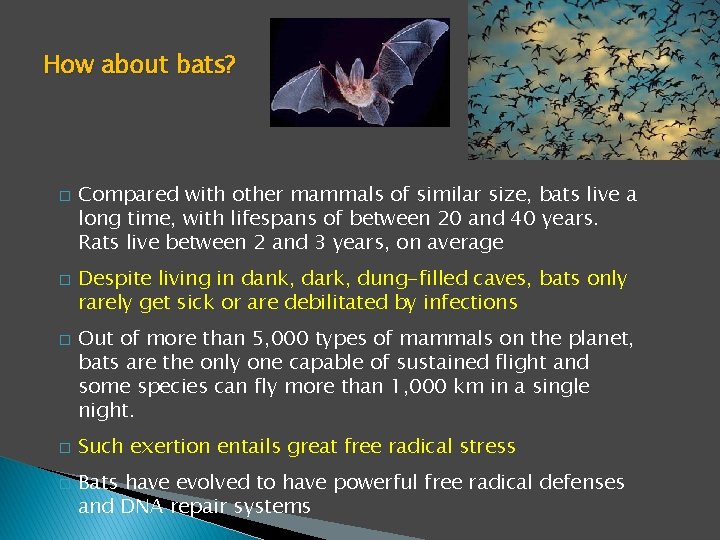 How about bats? � � � Compared with other mammals of similar size, bats How about bats? � � � Compared with other mammals of similar size, bats