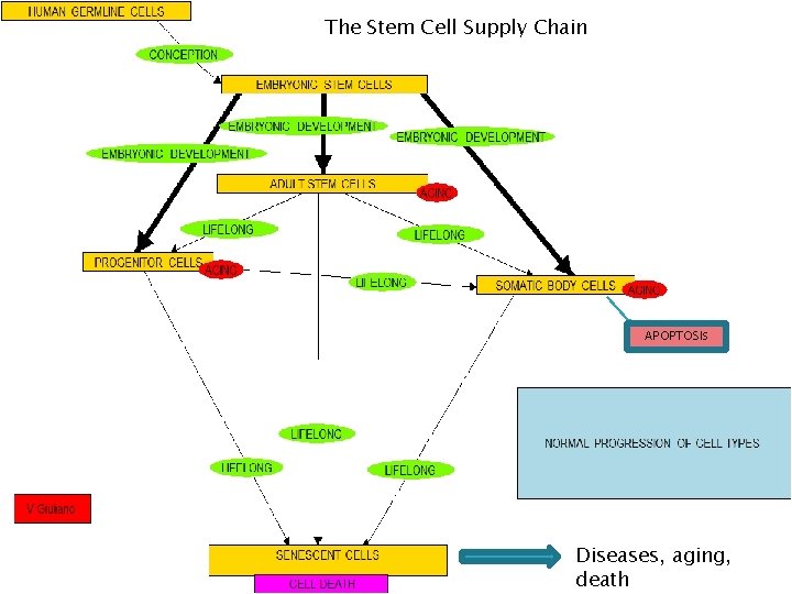 The Stem Cell Supply Chain APOPTOSIS Diseases, aging, death 