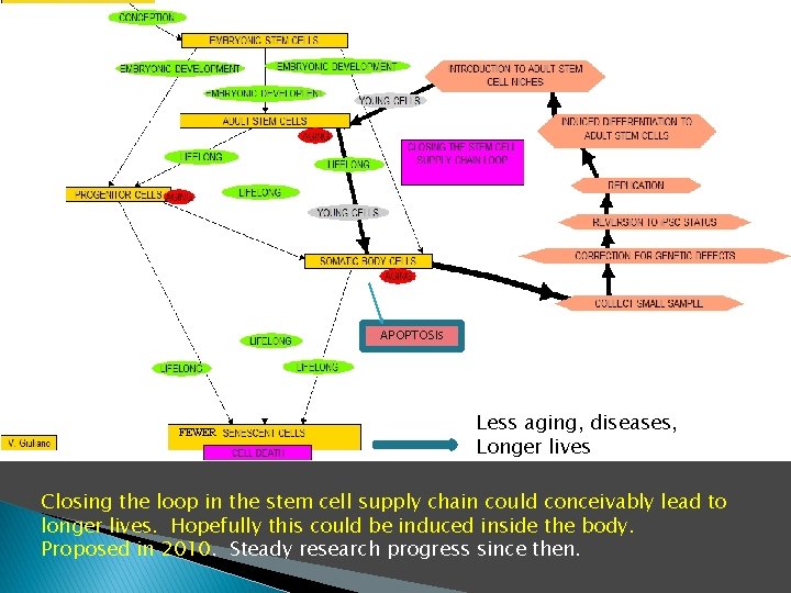 APOPTOSIS FEWER Less aging, diseases, Longer lives Closing the loop in the stem cell