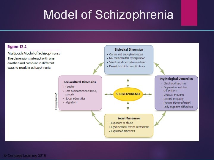 Model of Schizophrenia © Cengage Learning 2016 