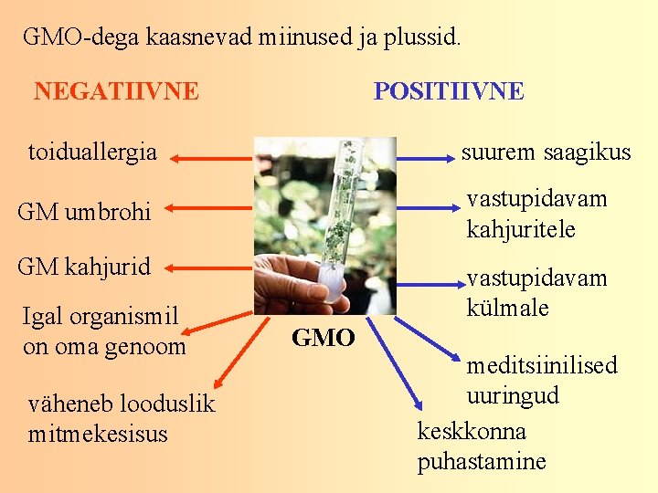 GMO-dega kaasnevad miinused ja plussid. NEGATIIVNE POSITIIVNE toiduallergia suurem saagikus vastupidavam kahjuritele GM umbrohi