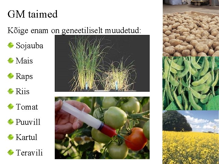 GM taimed Kõige enam on geneetiliselt muudetud: Sojauba Mais Raps Riis Tomat Puuvill Kartul