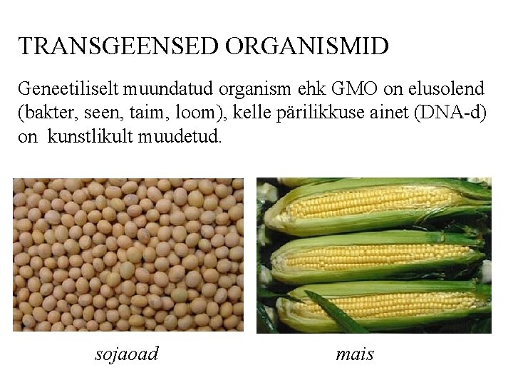 TRANSGEENSED ORGANISMID Geneetiliselt muundatud organism ehk GMO on elusolend (bakter, seen, taim, loom), kelle