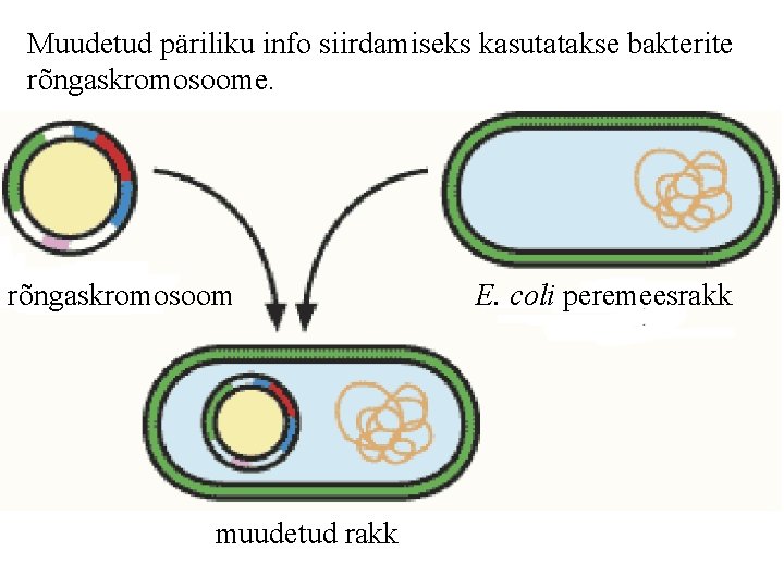 Muudetud päriliku info siirdamiseks kasutatakse bakterite rõngaskromosoome. rõngaskromosoom muudetud rakk E. coli peremeesrakk 