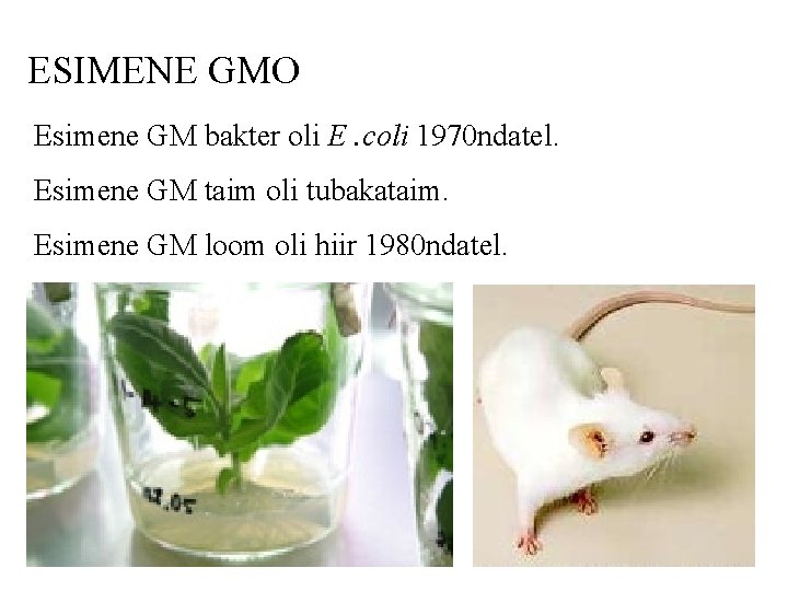 ESIMENE GMO Esimene GM bakter oli E. coli 1970 ndatel. Esimene GM taim oli