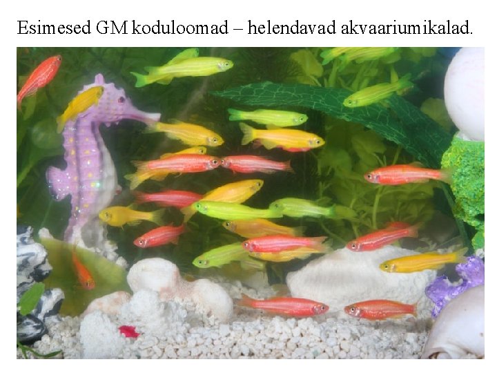 Esimesed GM koduloomad – helendavad akvaariumikalad. 