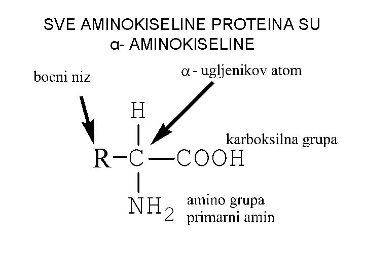 SVE AMINOKISELINE PROTEINA SU α- AMINOKISELINE 