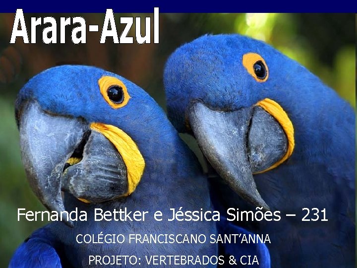 Fernanda Bettker e Jéssica Simões – 231 COLÉGIO FRANCISCANO SANT’ANNA PROJETO: VERTEBRADOS & CIA