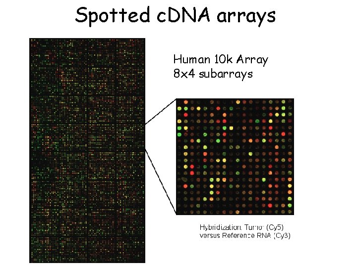 Spotted c. DNA arrays Human 10 k Array 8 x 4 subarrays 